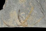 Wide Ordovician Brittle Star (Ophiura) Multiple Plate - Morocco #154160-2